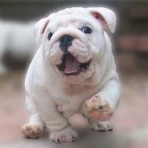AdmiralBulldog avatar